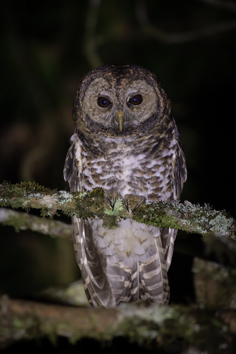 Rusty-barred Owl - ML637652225