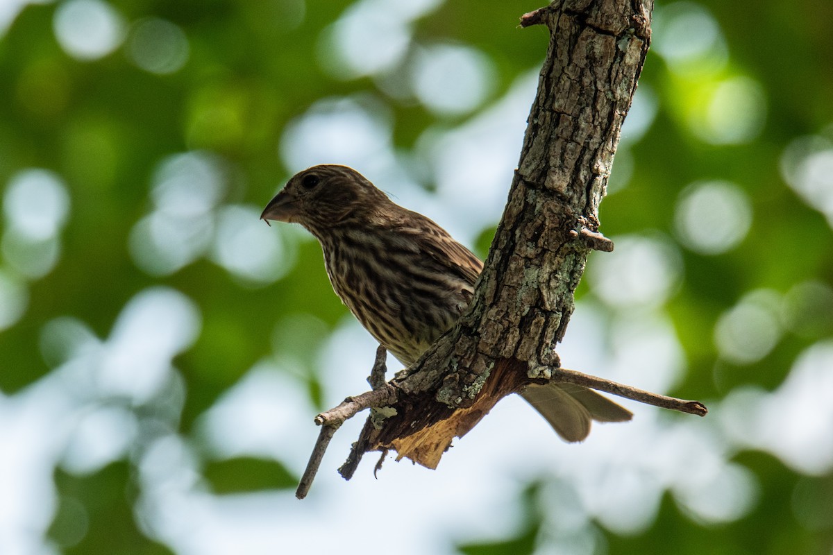 House Finch - ML637652270