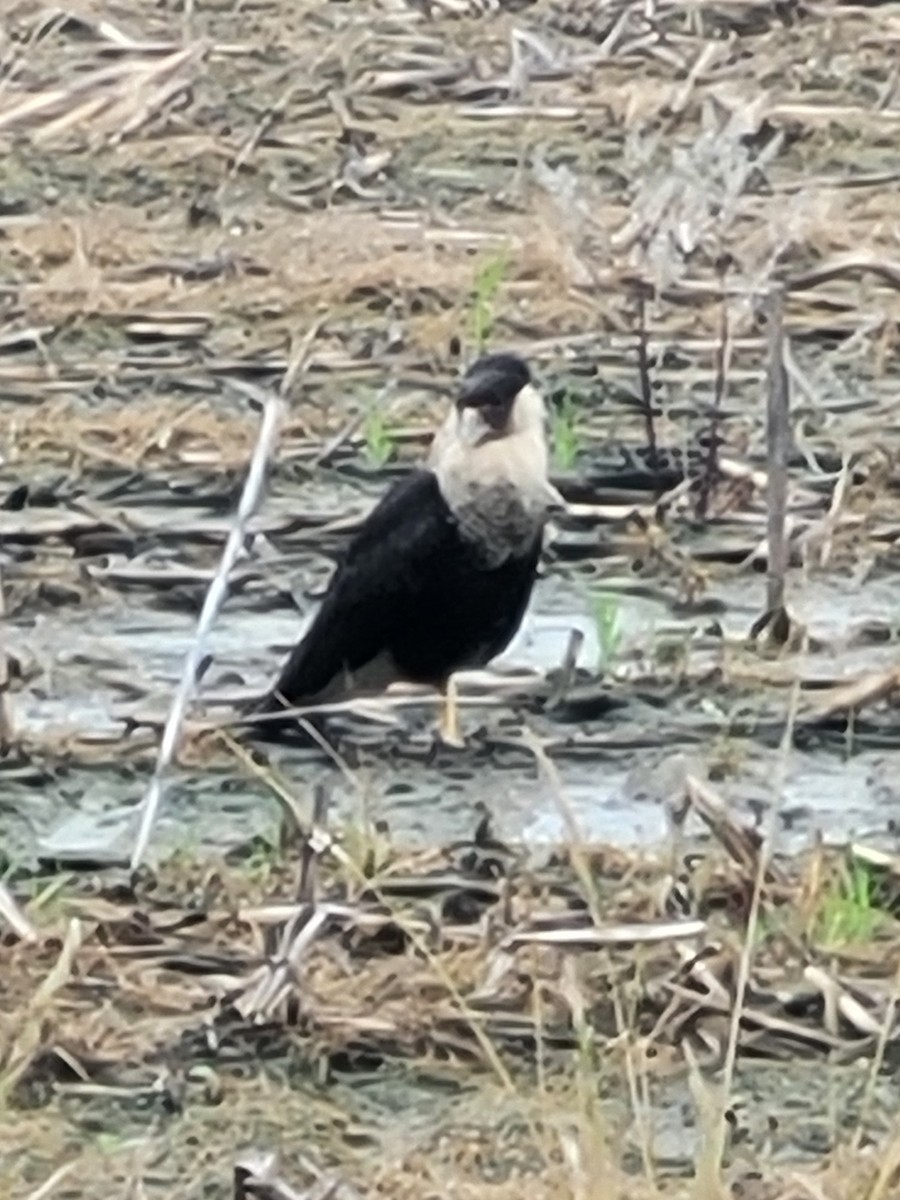 Crested Caracara (Northern) - ML637652309