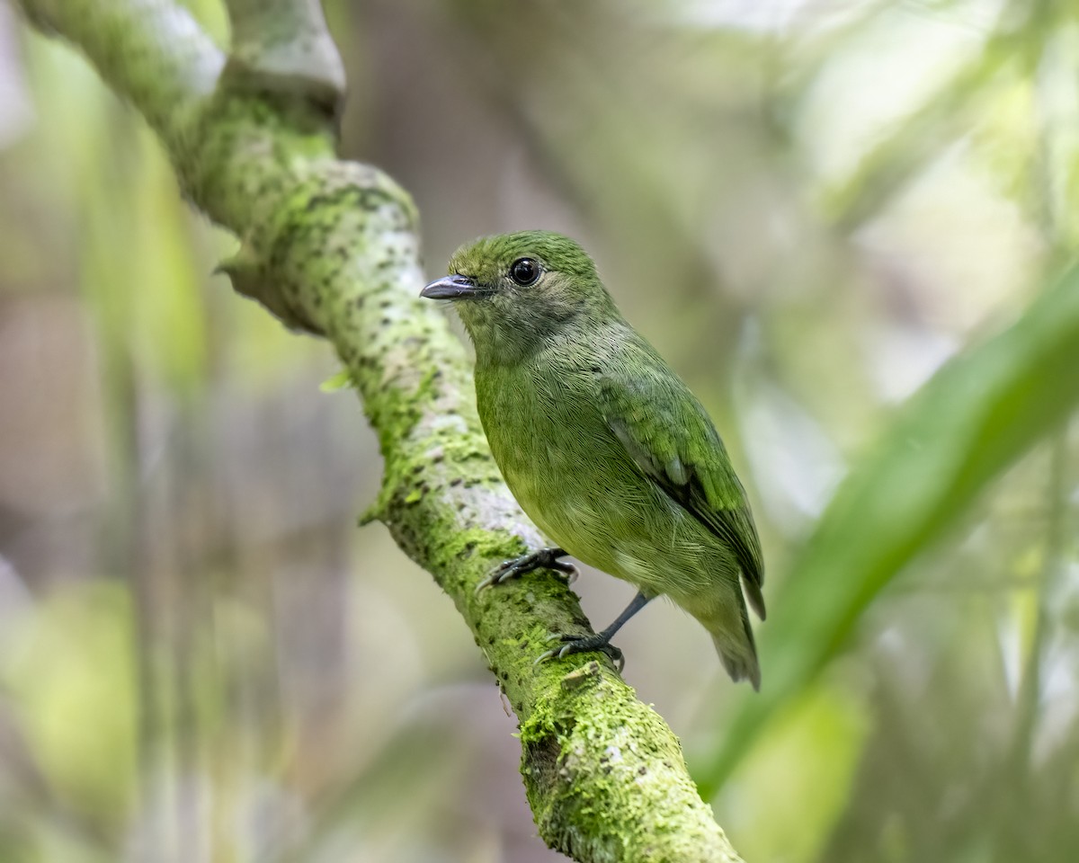 Velvety Manakin - ML637652358