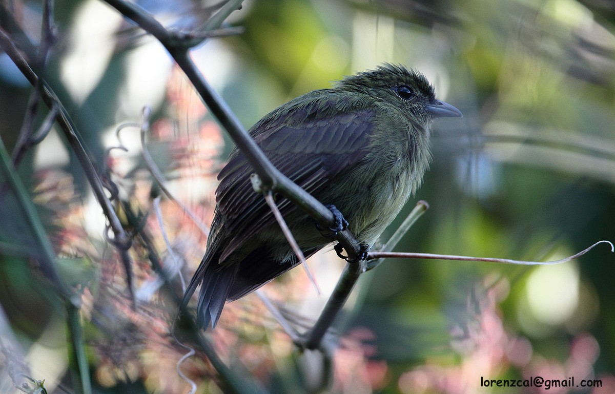 Black Manakin - ML637652361