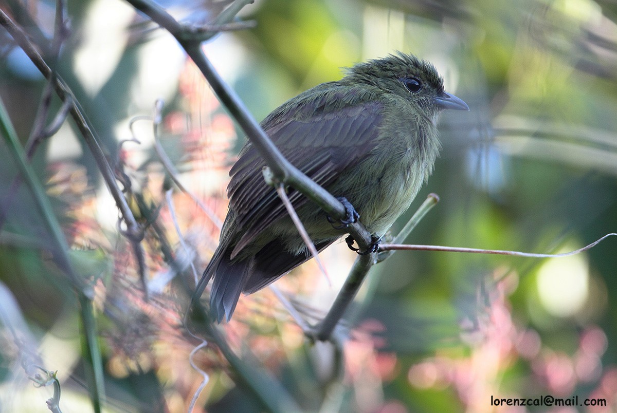 Black Manakin - ML637652365