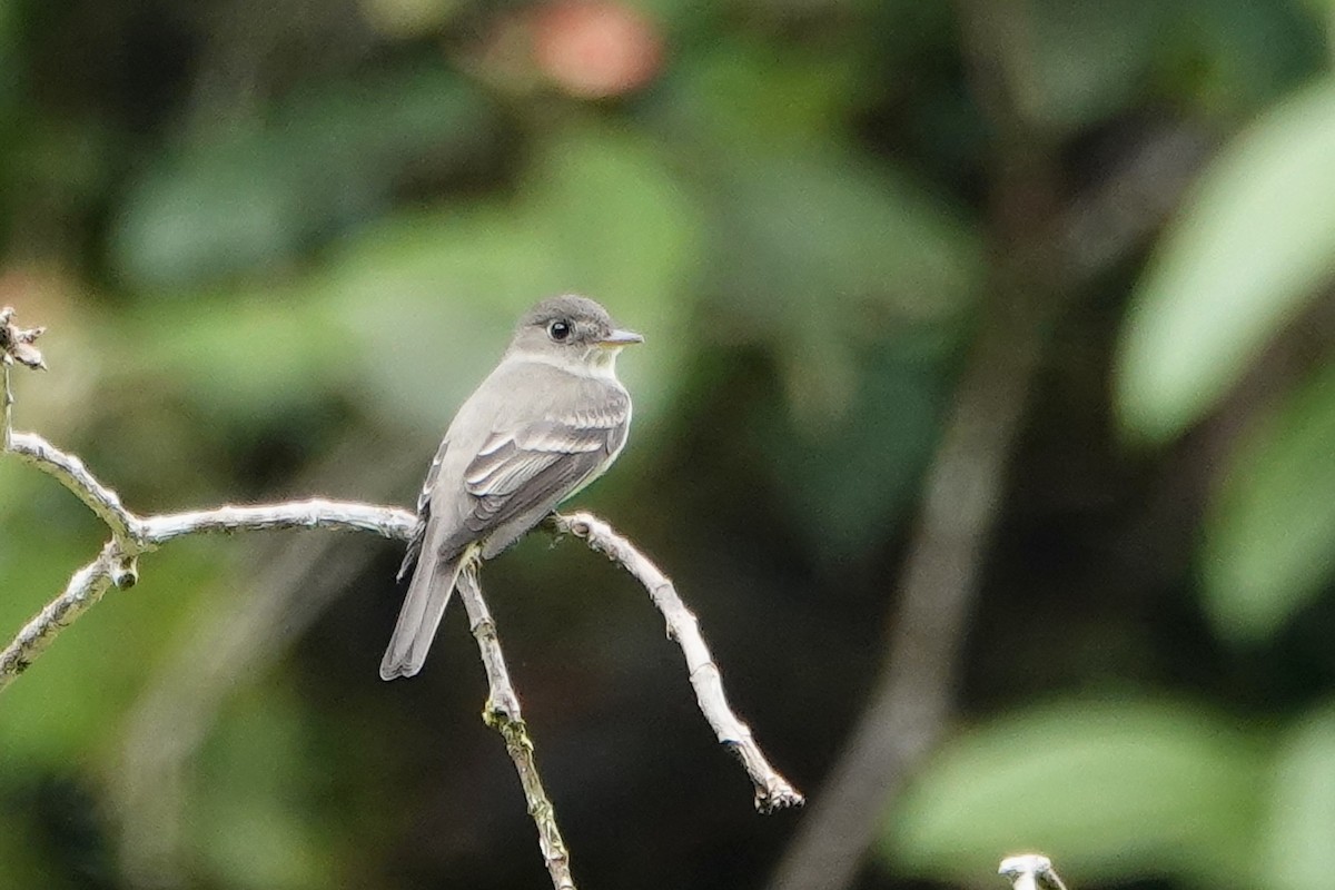 Northern Tropical Pewee - ML637652373