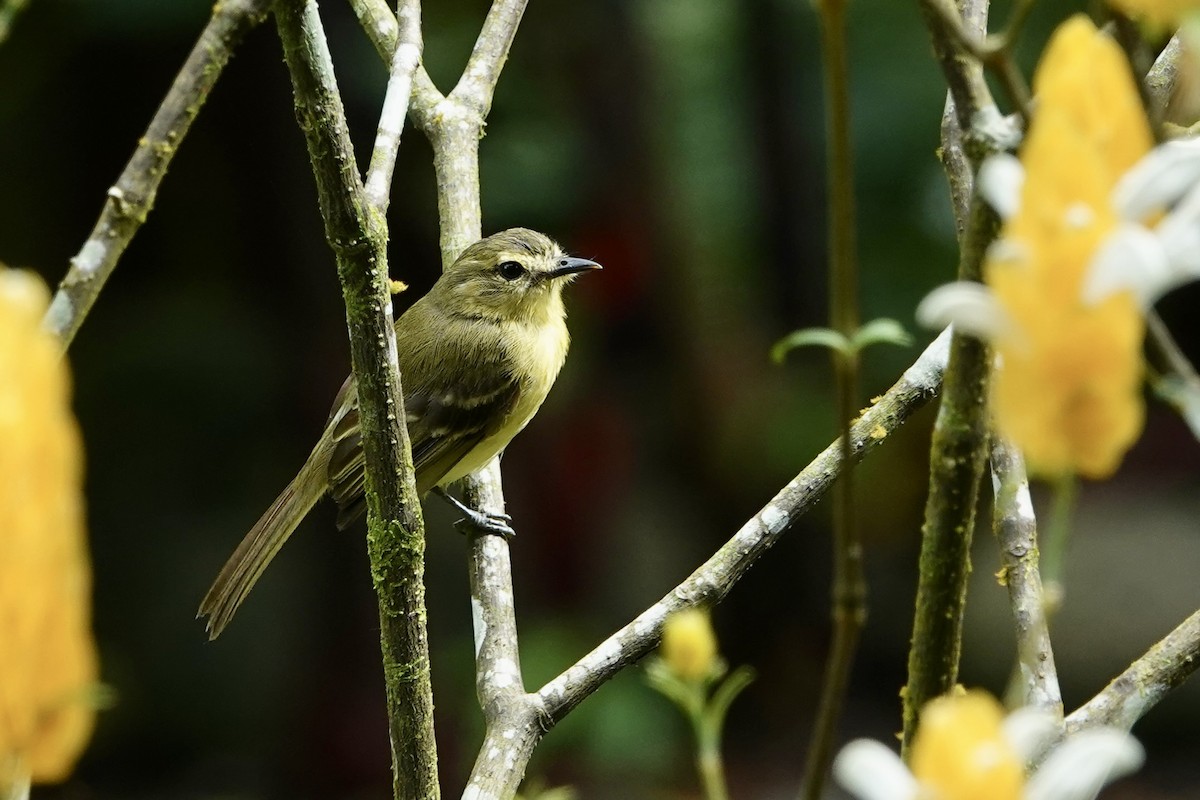 Yellow Tyrannulet - ML637652395