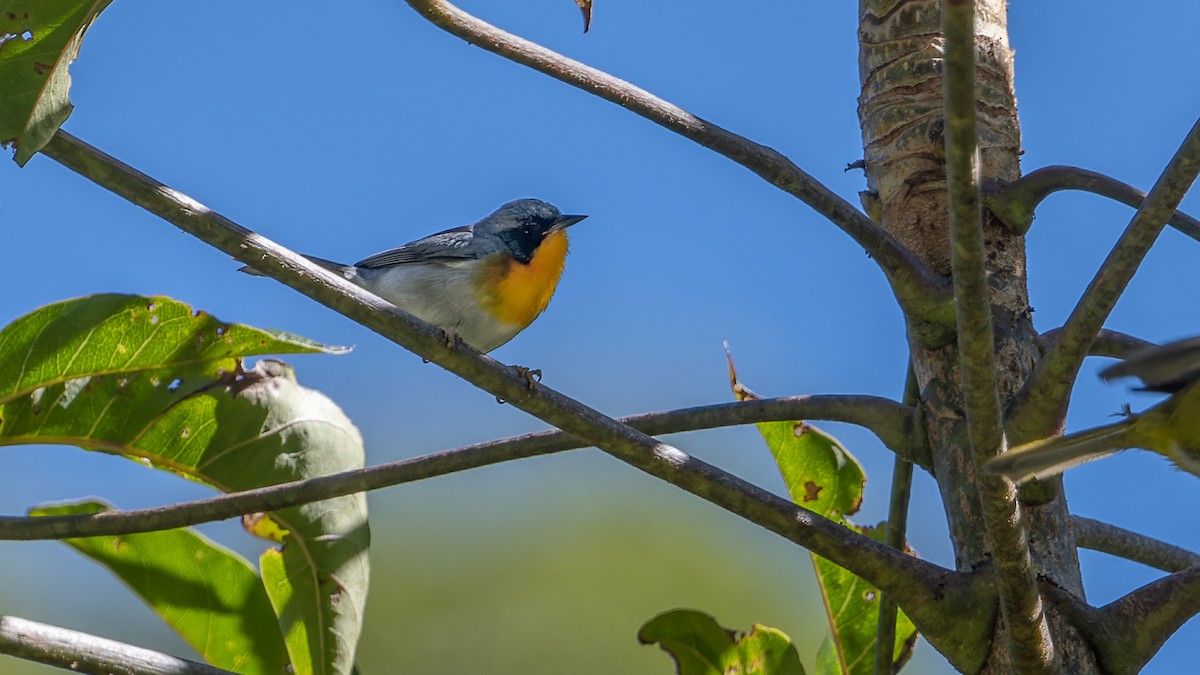 Flame-throated Warbler - ML637652400