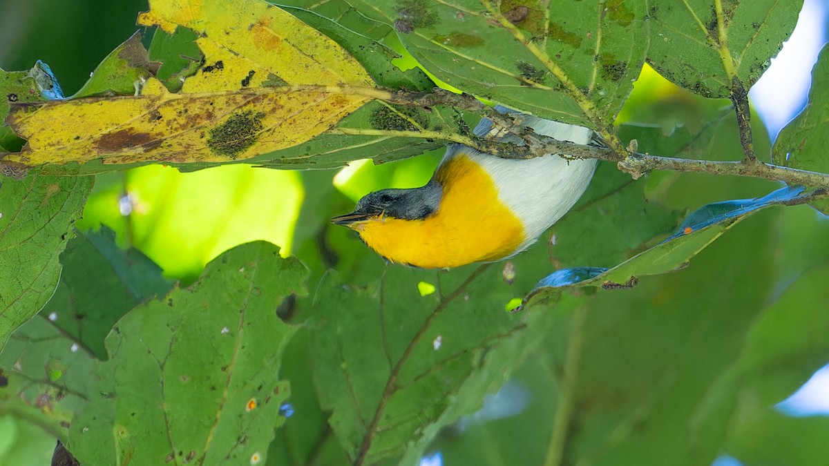 Flame-throated Warbler - ML637652401