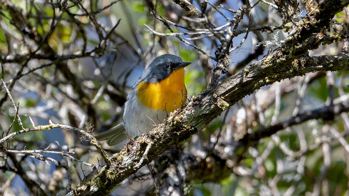 Flame-throated Warbler - ML637652402