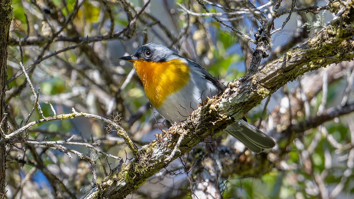 Flame-throated Warbler - ML637652403