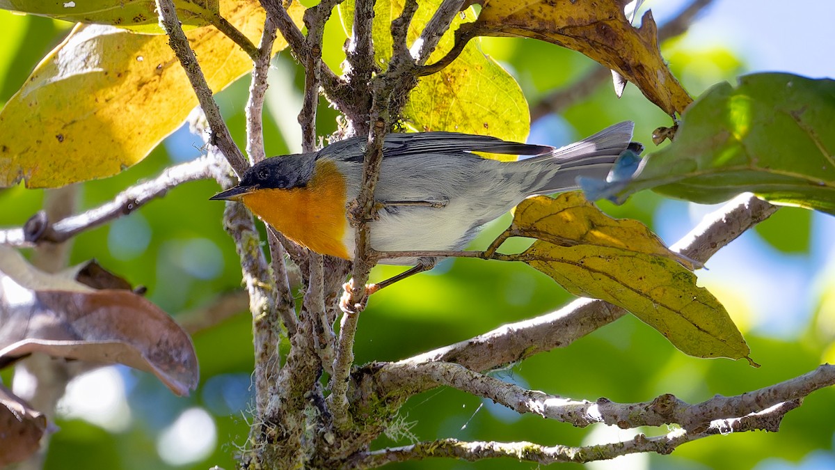 Flame-throated Warbler - ML637652404