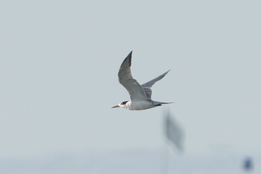 Great Crested Tern - ML637652419