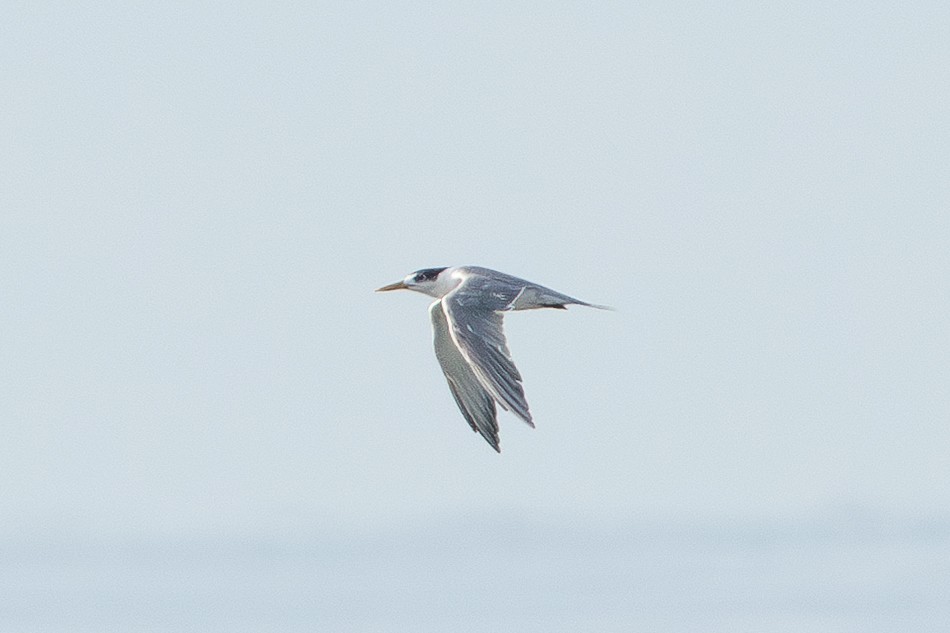 Great Crested Tern - ML637652420