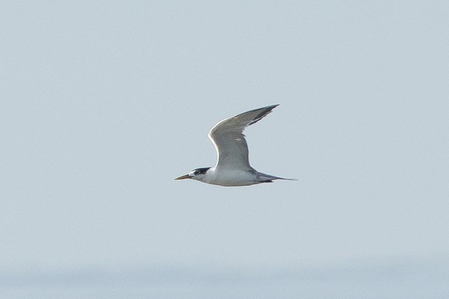 Great Crested Tern - ML637652421