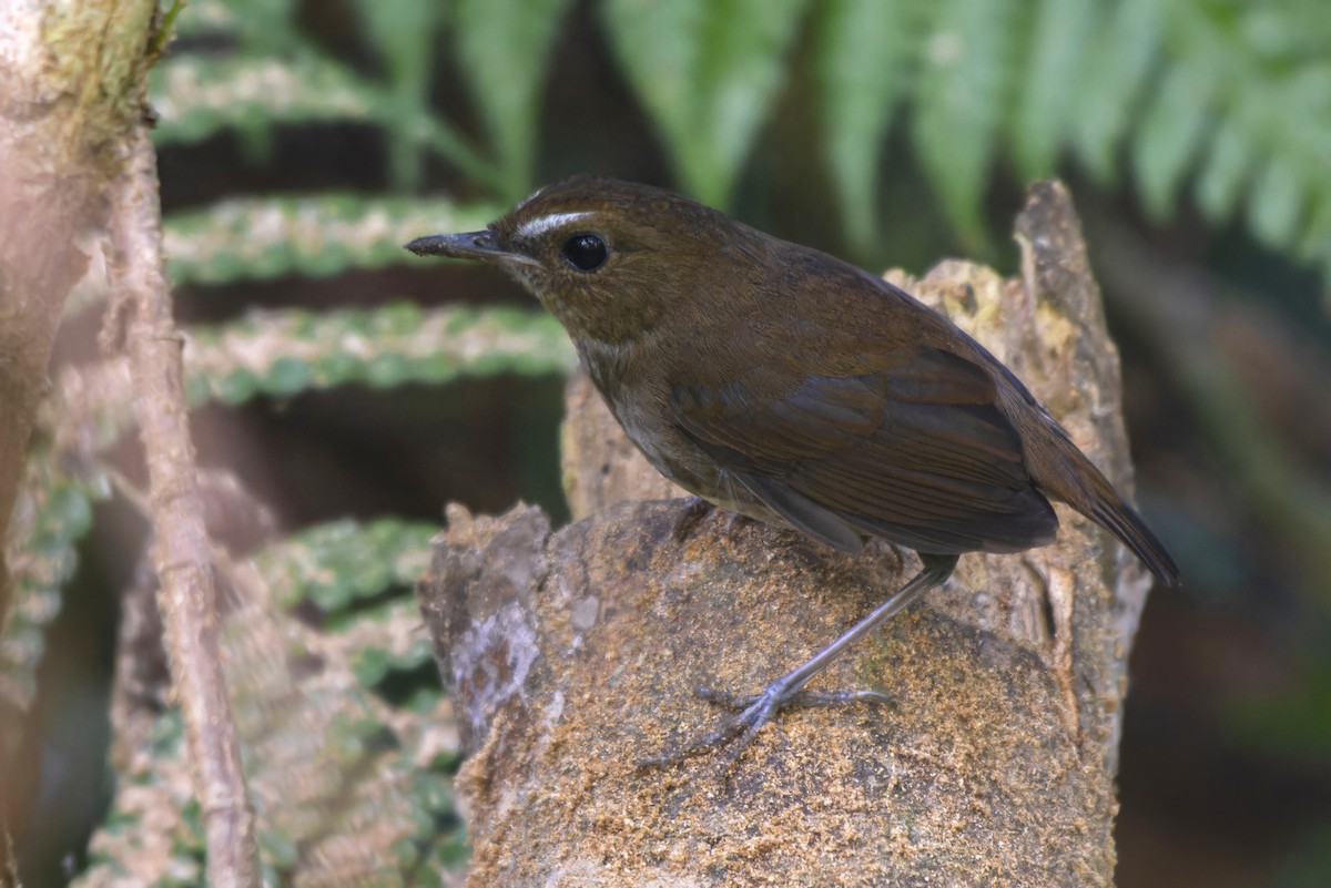 Lesser Shortwing - ML637652431