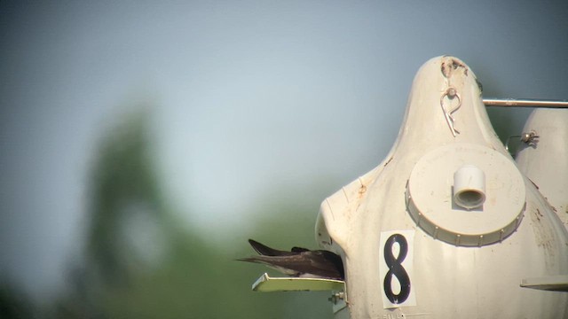 Purple Martin - ML637652584