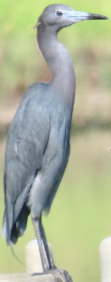 Little Blue Heron - ML637652678