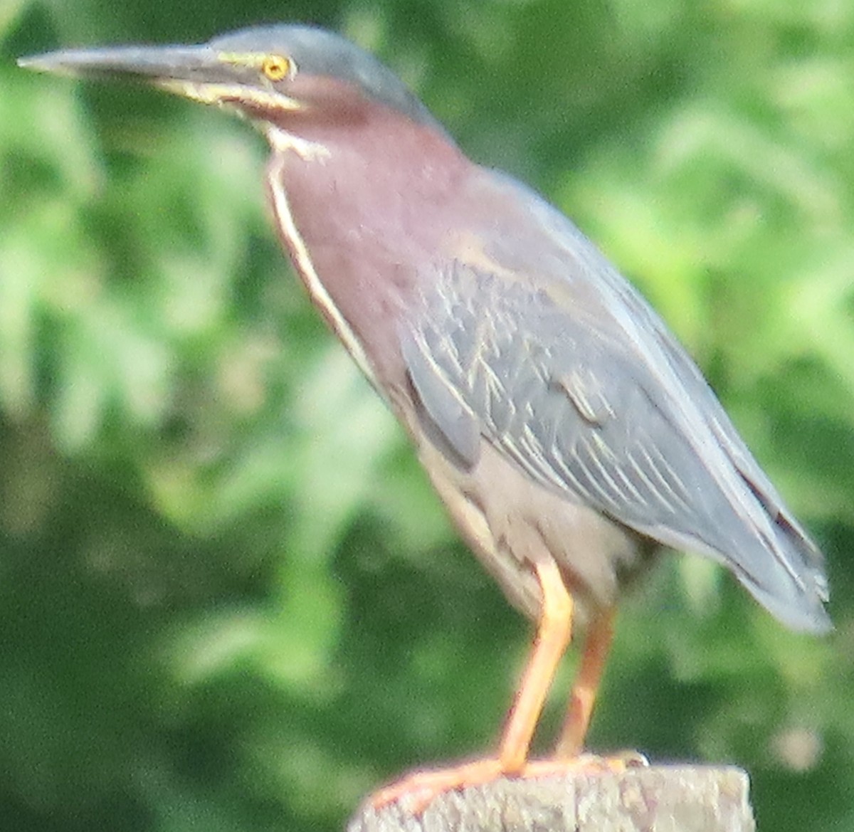 Green Heron - ML637652689
