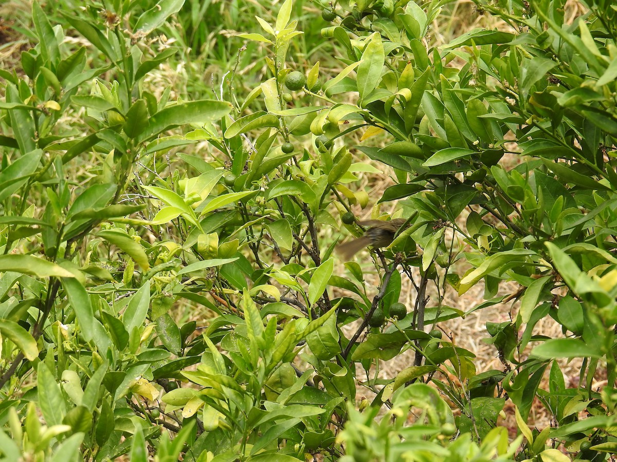 Canary Islands Chiffchaff - ML637652744