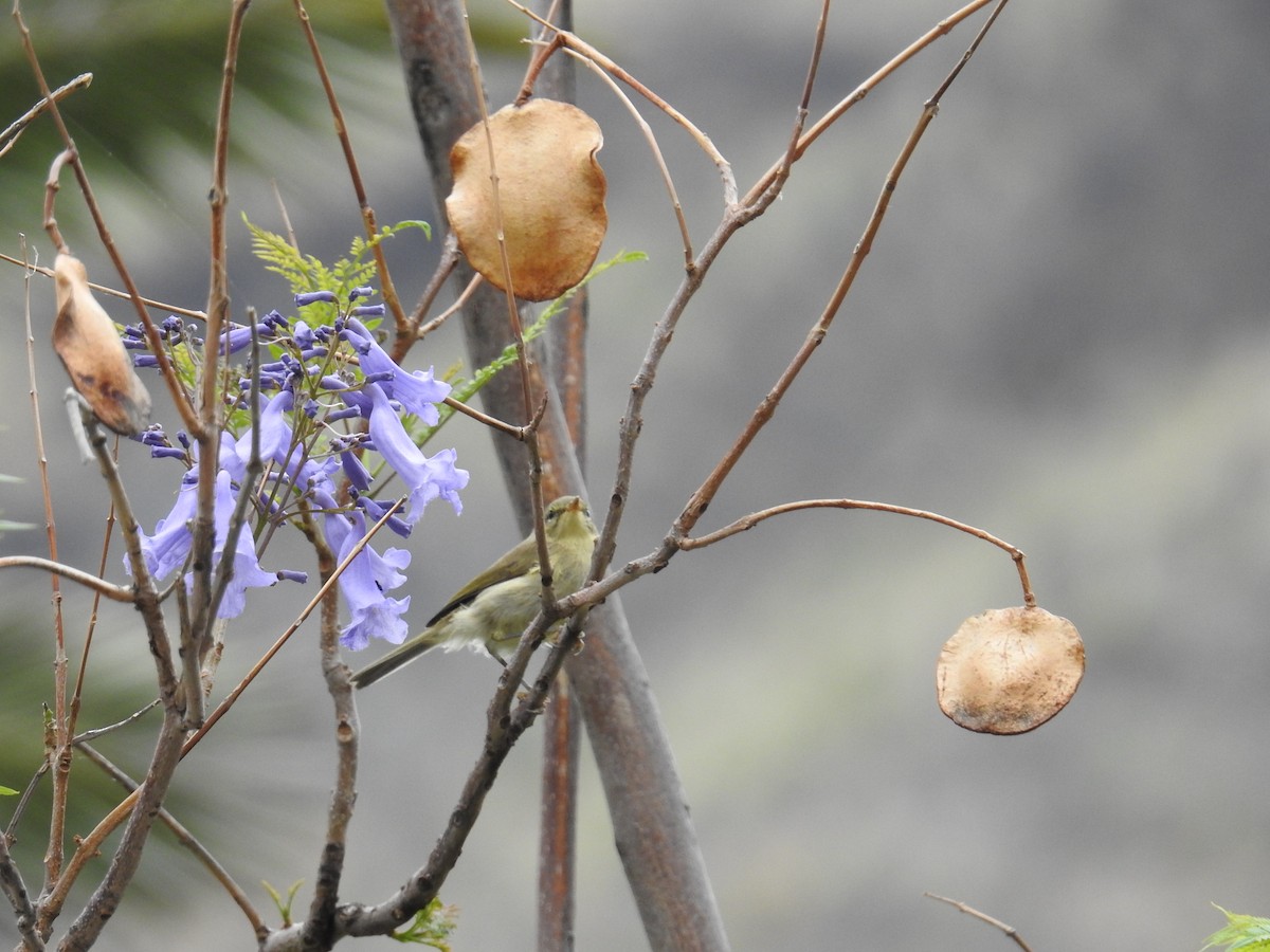 Canary Islands Chiffchaff - ML637652745