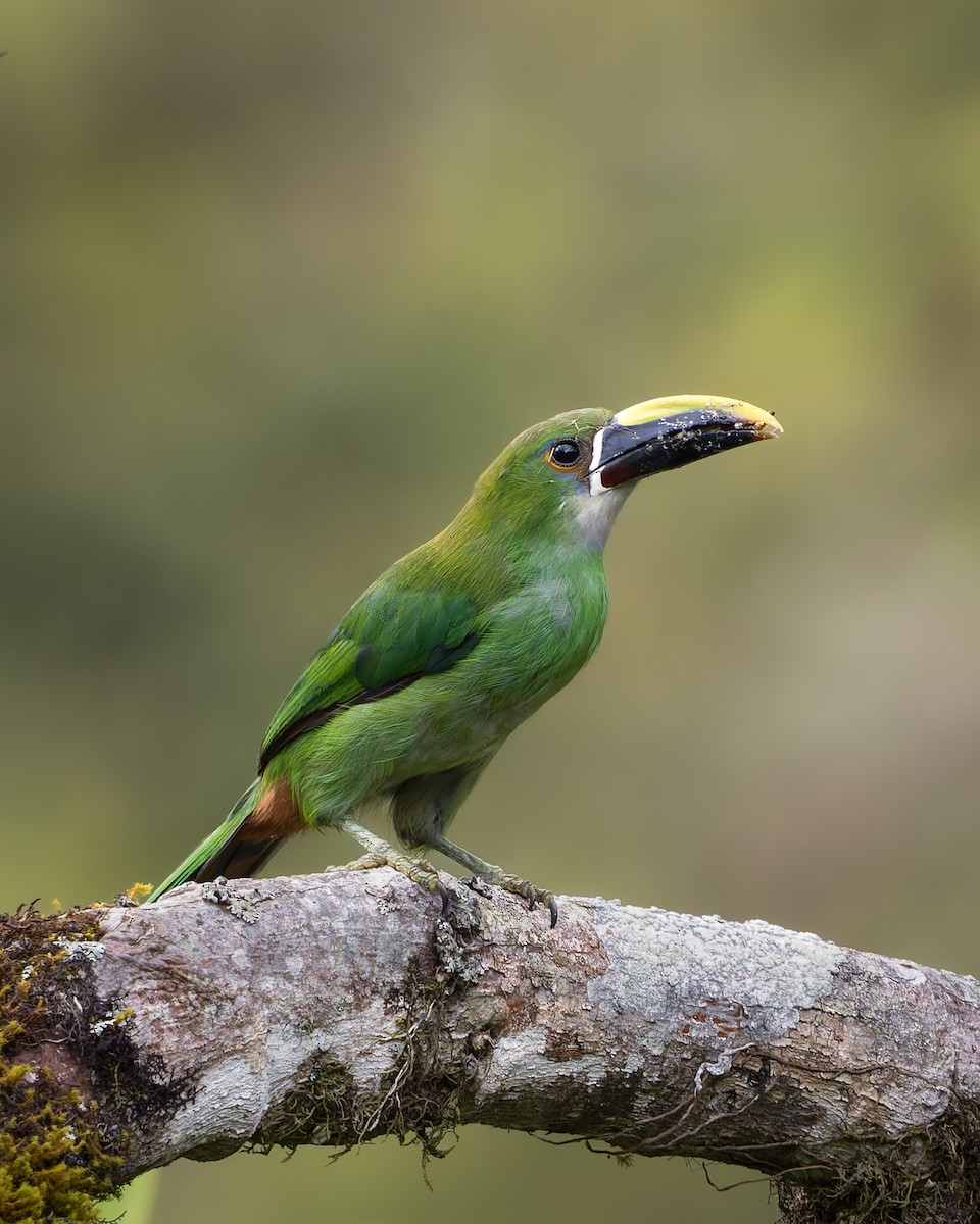 arassari bělohrdlý - ML637652767