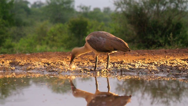 Hadada Ibis - ML637652835