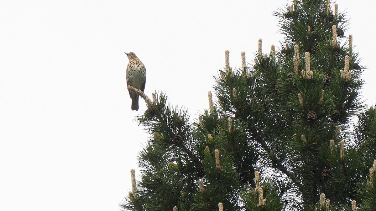 Song Thrush - ML637652864