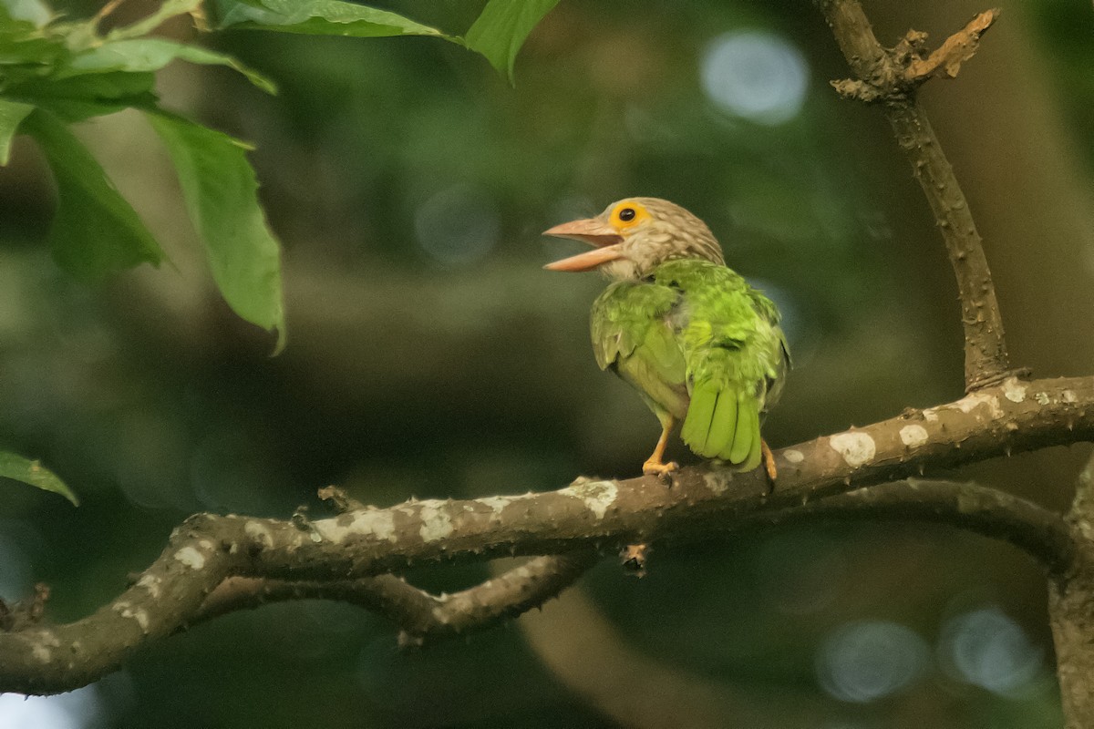Lineated Barbet - ML637652889