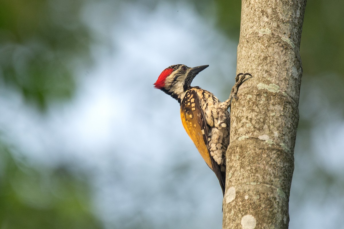 Black-rumped Flameback - ML637652898