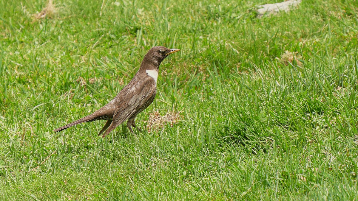 Ring Ouzel - ML637652899