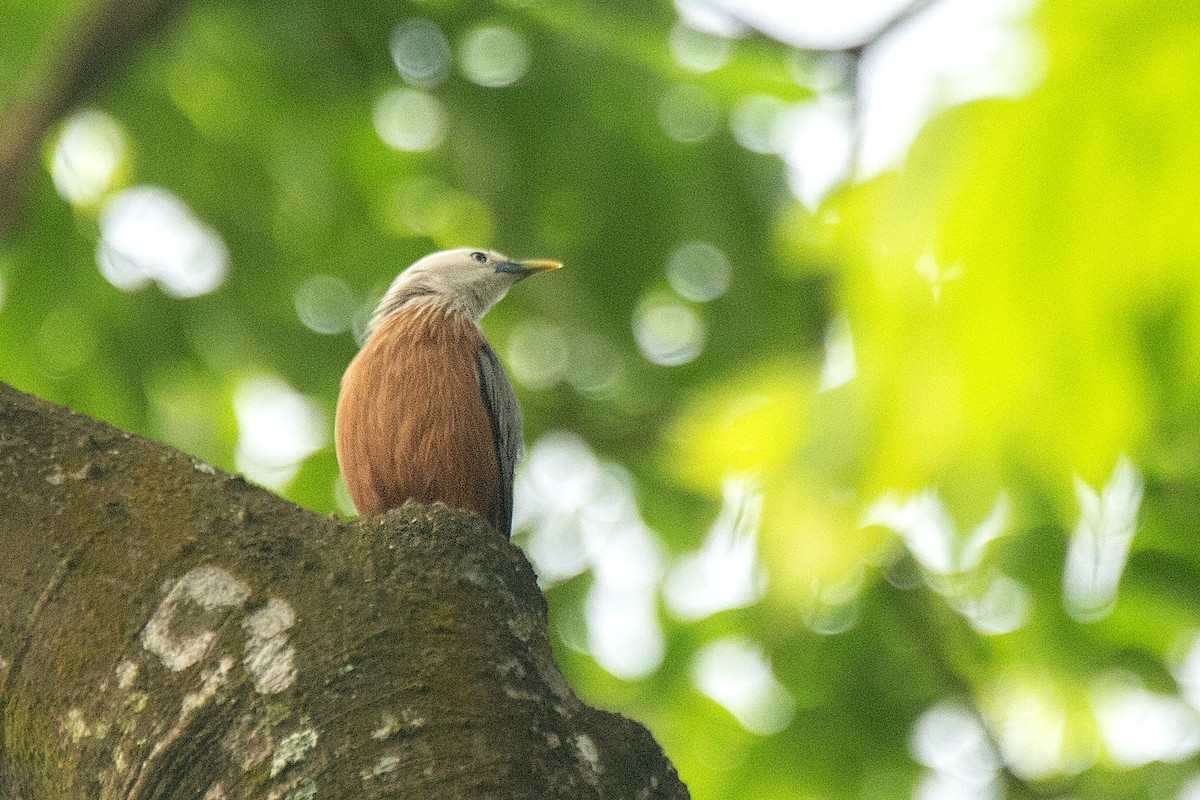 Chestnut-tailed Starling - ML637652908