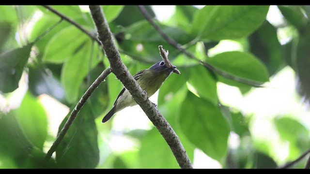 Gray-headed Piprites - ML637652911
