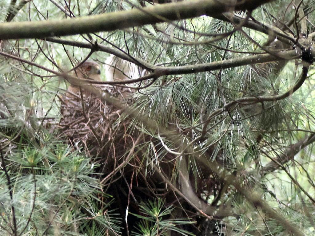 Cooper's Hawk - ML637652919