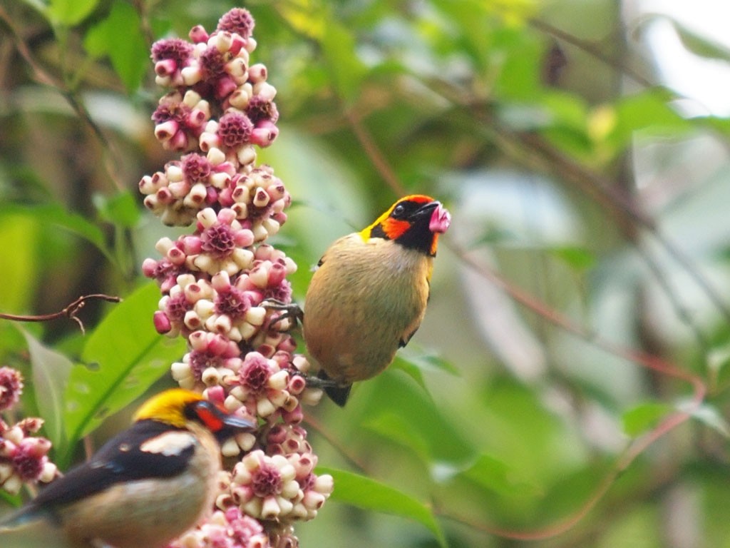 Flame-faced Tanager - ML637652934