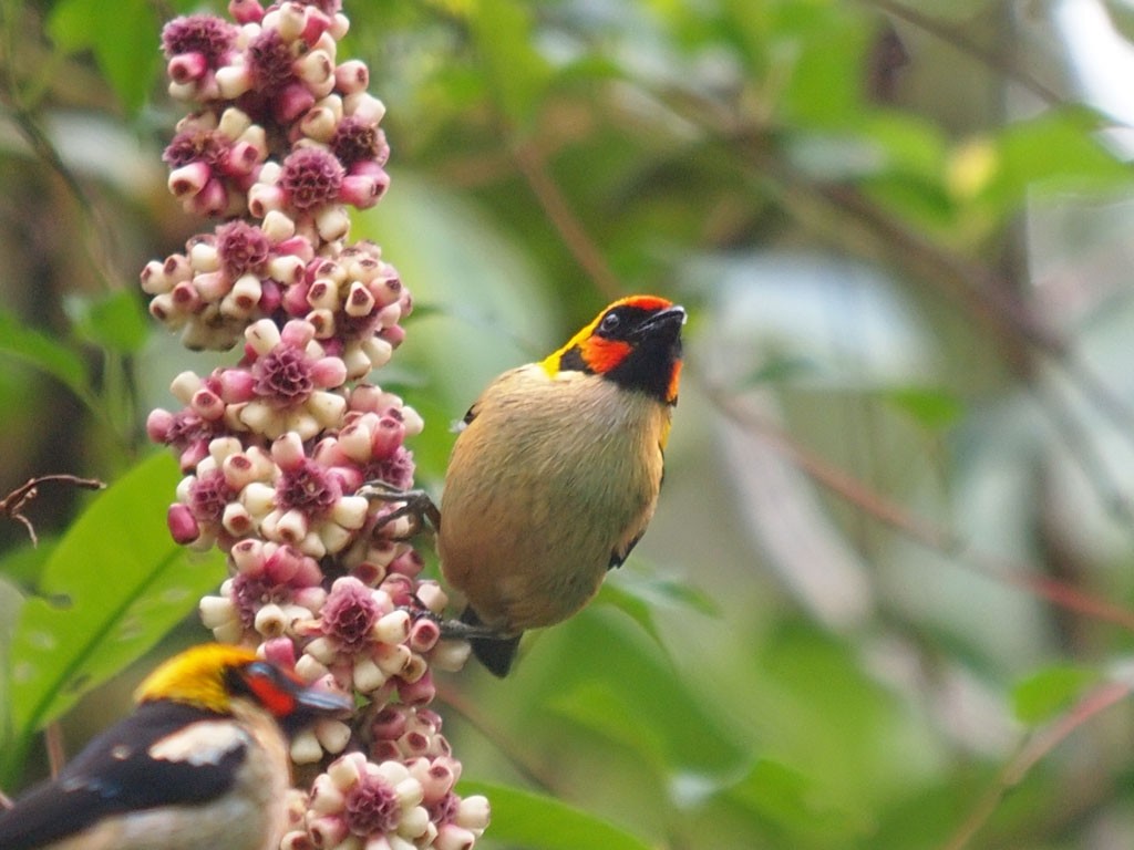 Flame-faced Tanager - ML637652935