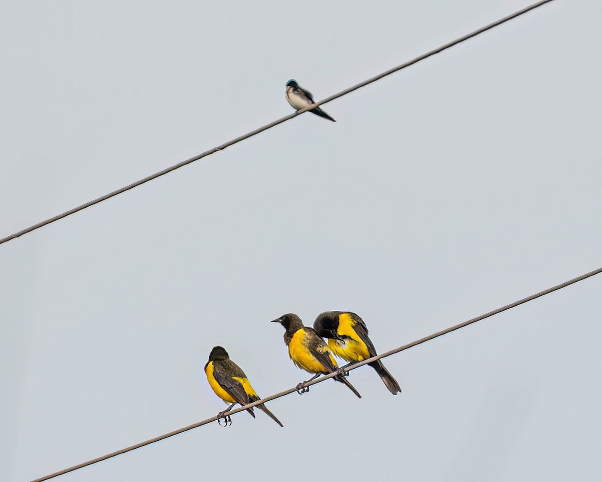 Yellow-rumped Marshbird - ML637652938