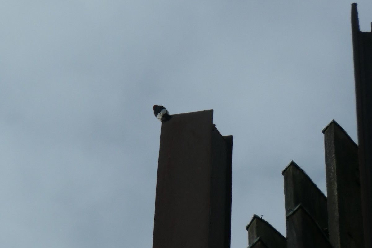 Red-headed Woodpecker - ML637652942