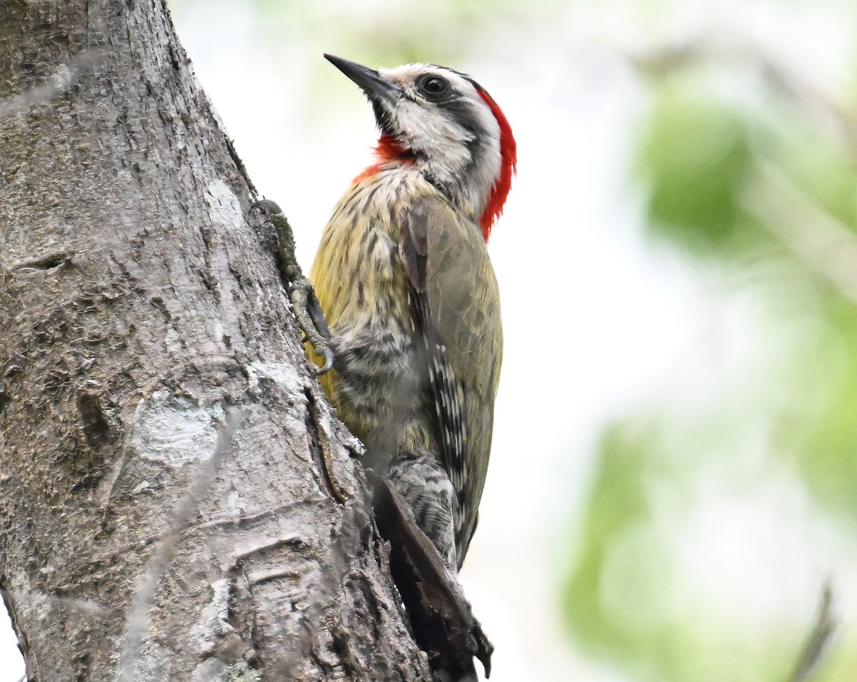Cuban Green Woodpecker - ML637653100