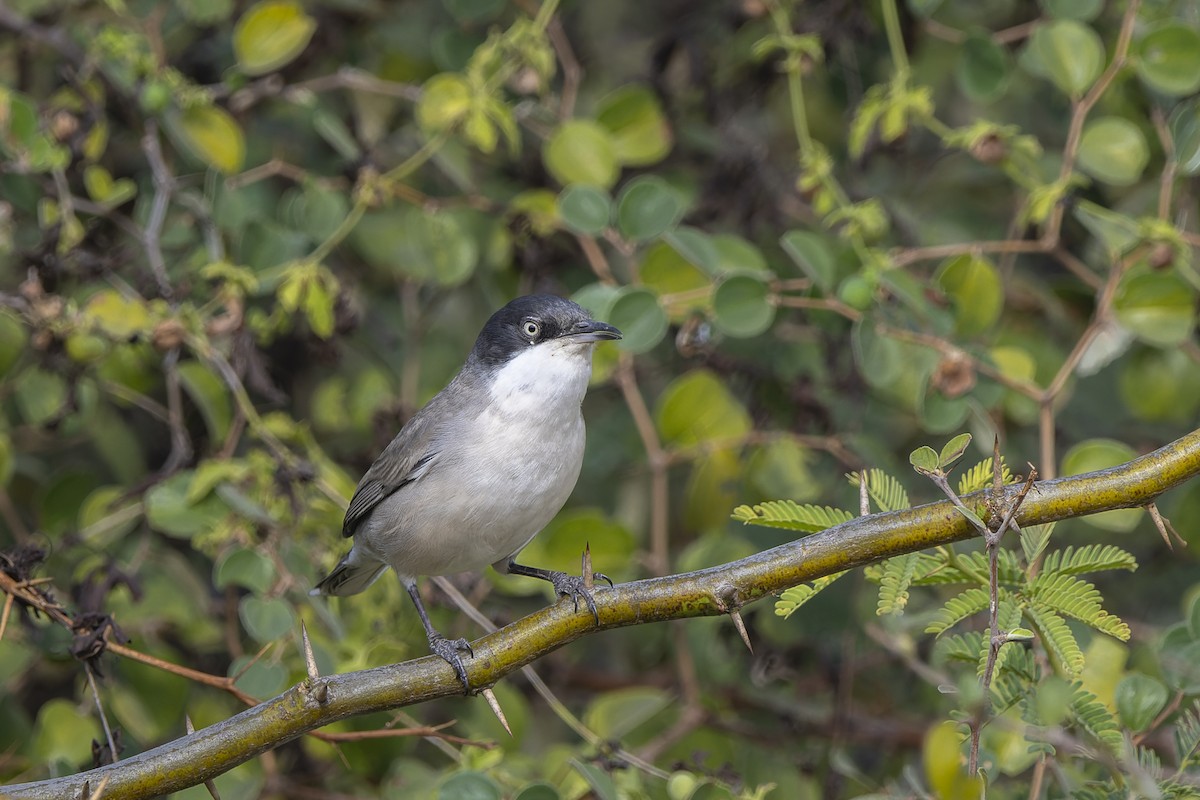 Eastern Orphean Warbler - ML637653104