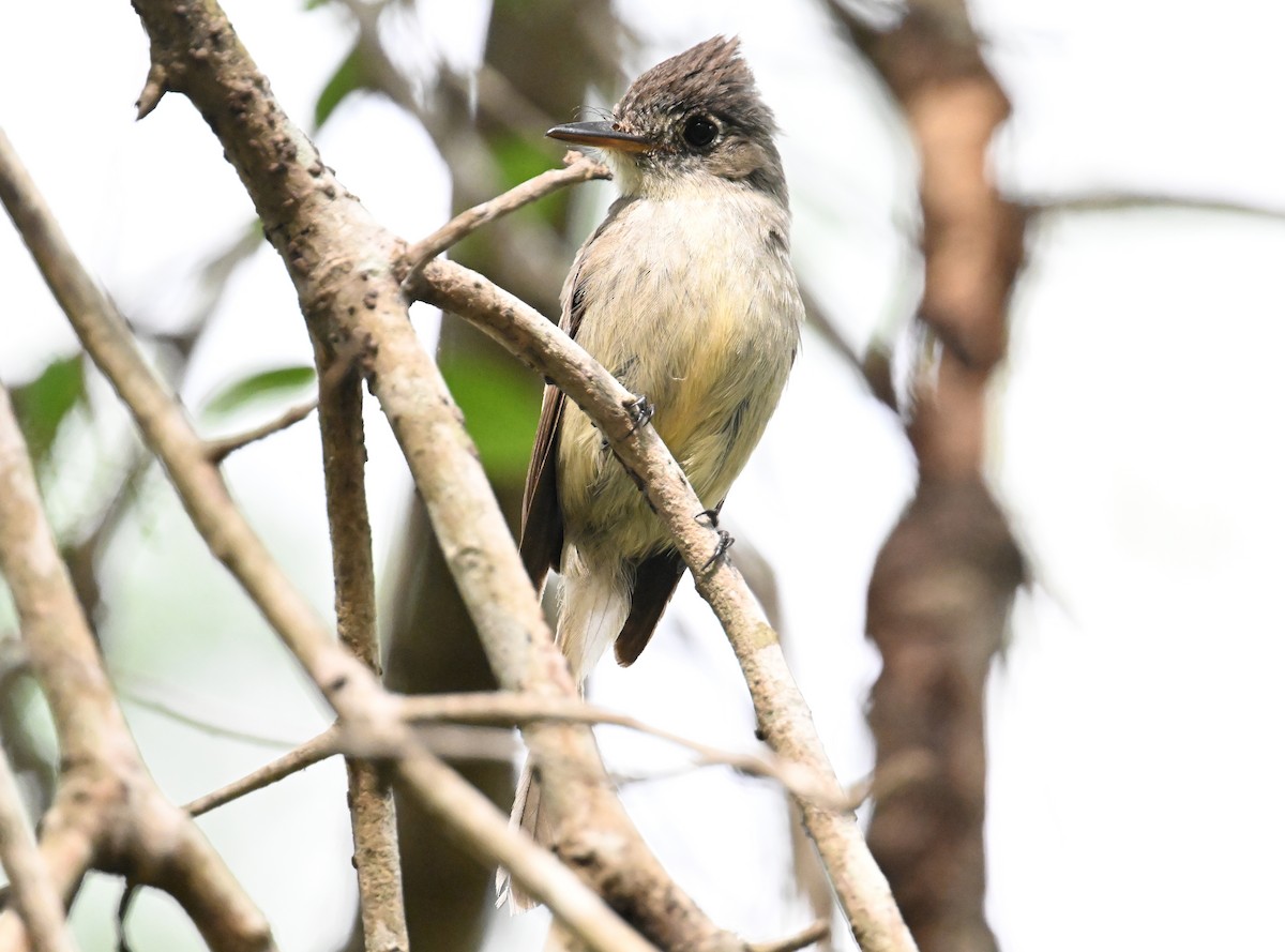 Cuban Pewee - ML637653122
