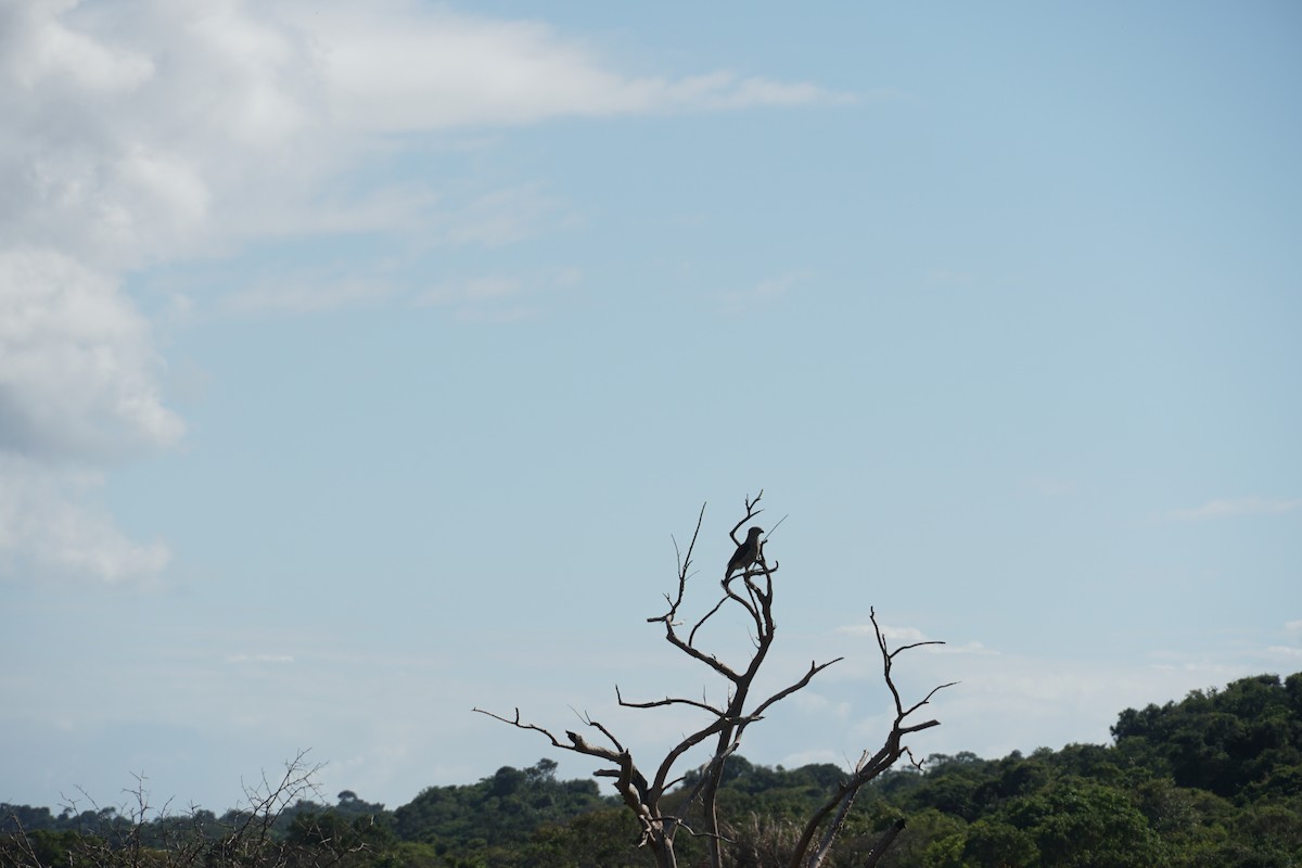 African Goshawk - ML637653307