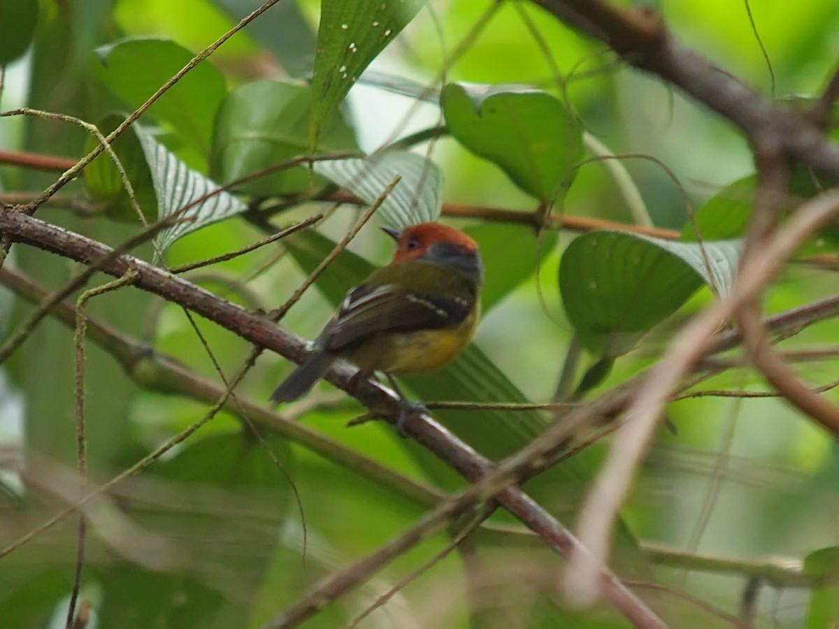 Johnson's Tody-Flycatcher - ML637653403