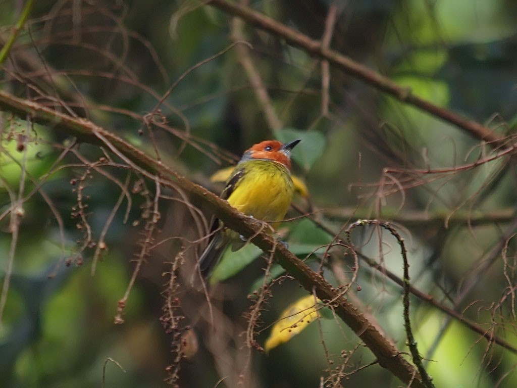 Johnson's Tody-Flycatcher - ML637653404