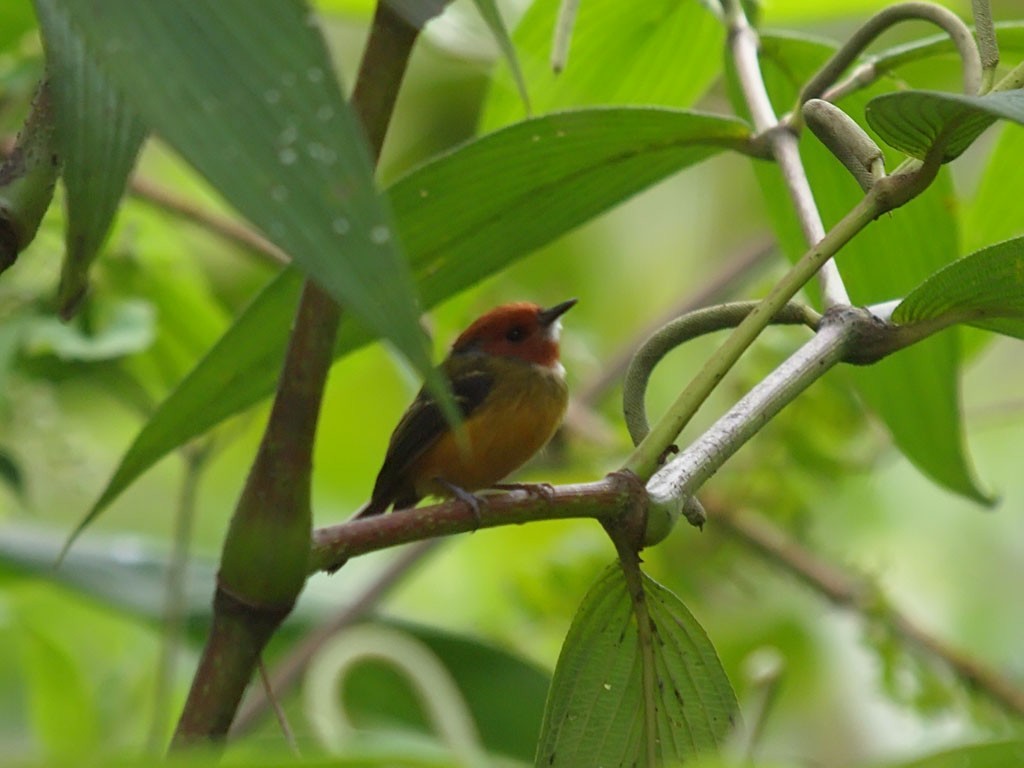 Johnson's Tody-Flycatcher - ML637653406