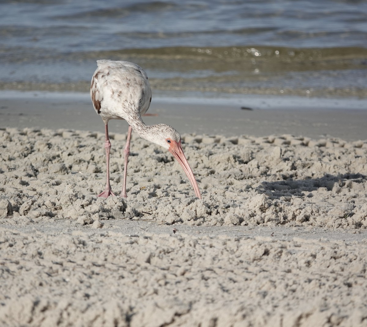 White Ibis - ML637653473