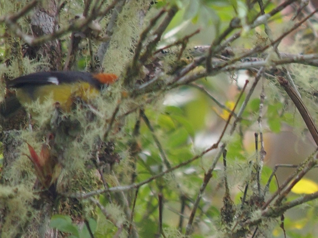 Yellow-breasted Brushfinch (Yellow-breasted) - ML637653483