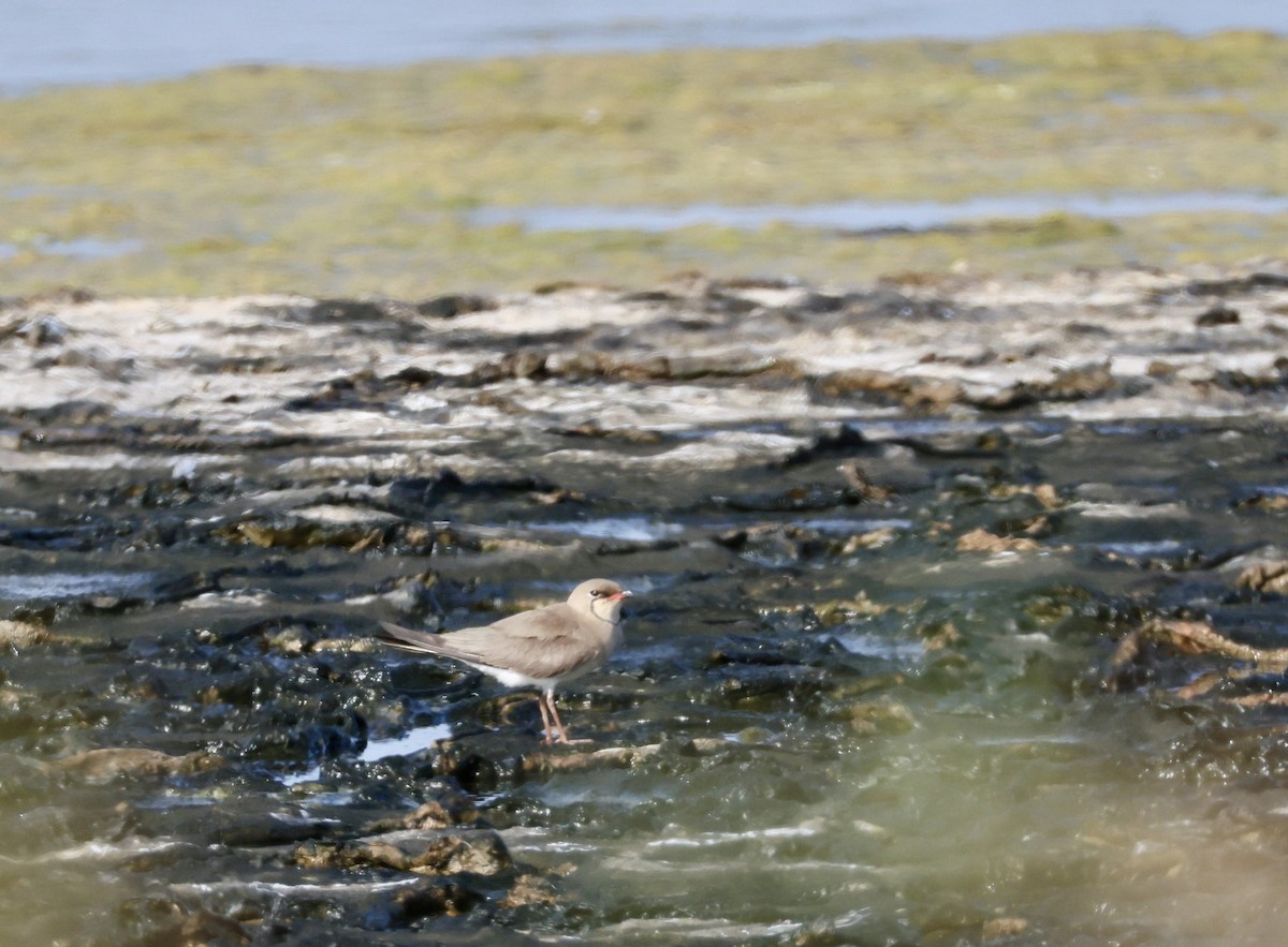 Collared Pratincole - ML637653509