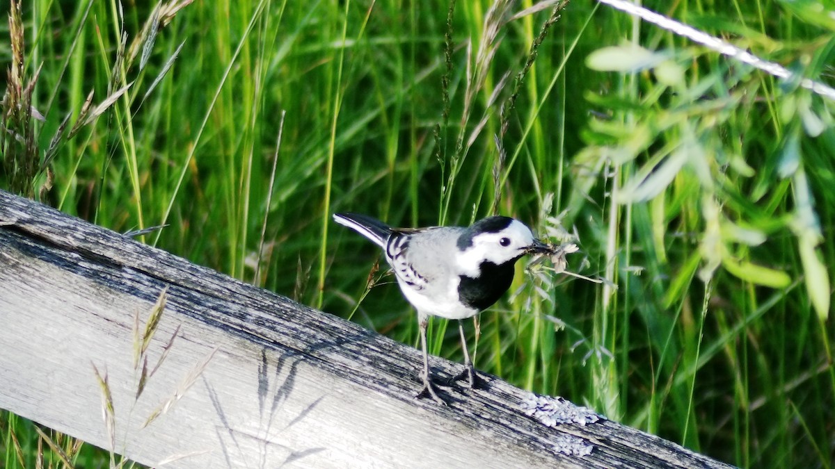 White Wagtail - ML637653511