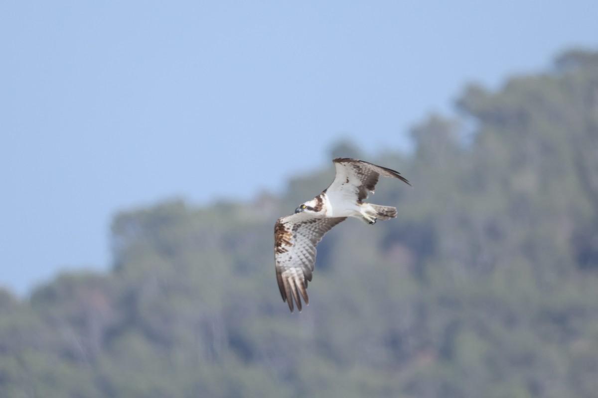 Osprey - ML637653536