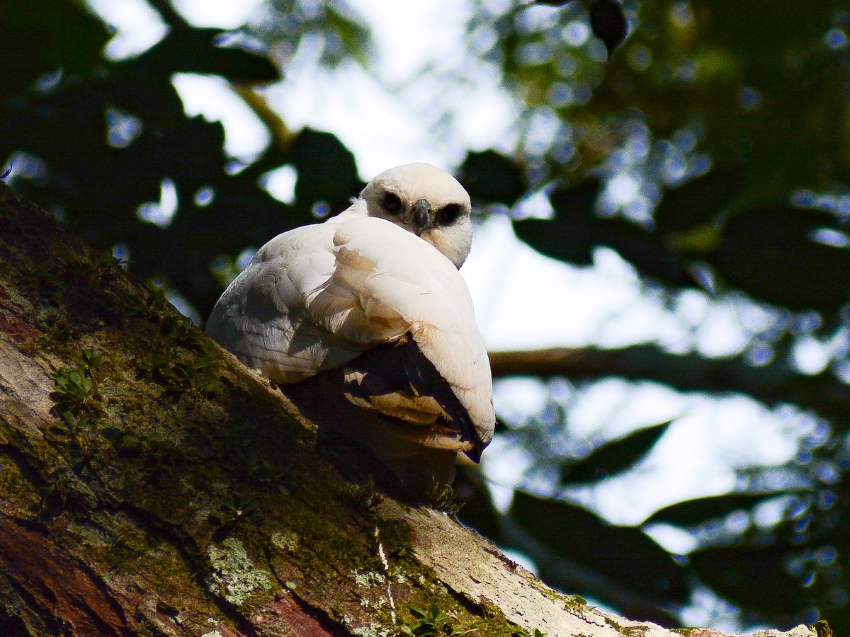 White Hawk (Snowy) - ML637653566