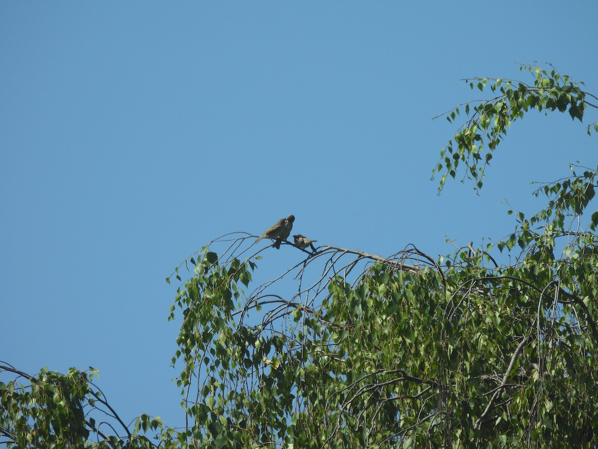 House Sparrow - ML637653610