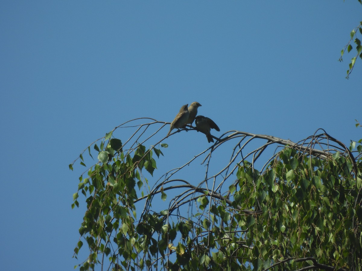 House Sparrow - ML637653611
